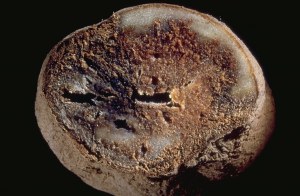The fungus Phytophthora infestans was responsible for the great potato blight of 1846. The strain had its origins in Mexico at the time of the Spanish conquest in the 16th century.