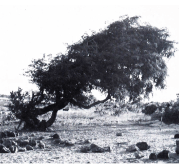 The remains of the trade: a tamarind tree, planted by Makassan trepangers, and an abandoned hearth, photographed at Melville Bay in 1967.