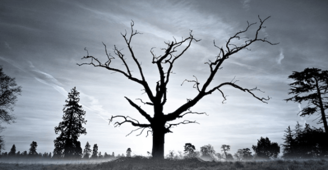 dry tree 2